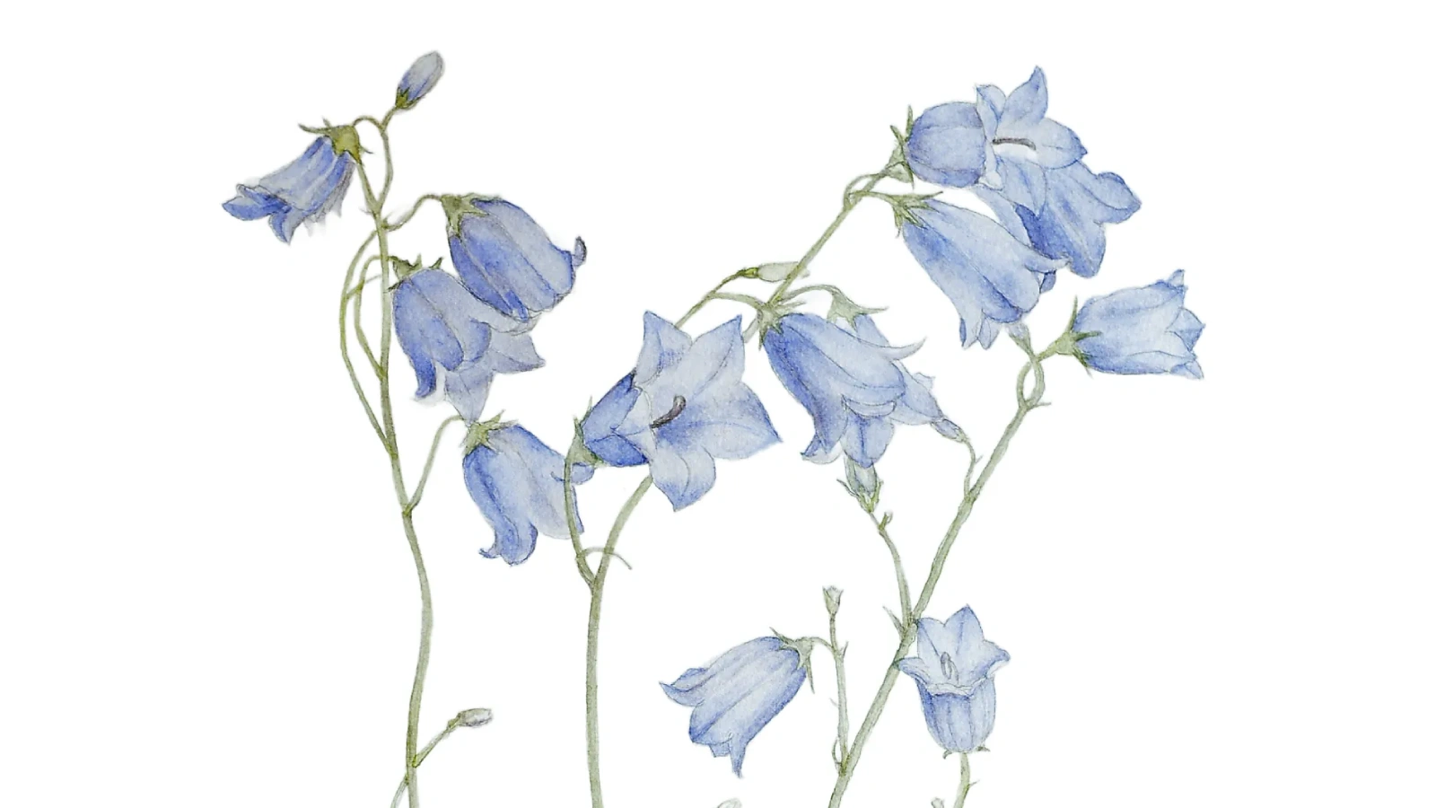 Ilustración Campanilla