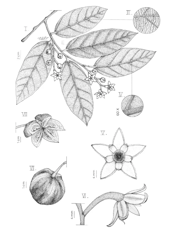 Ilustración Científica