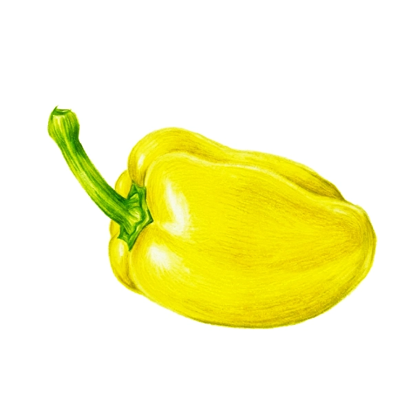 Ilustración pimiento - Lápices de color