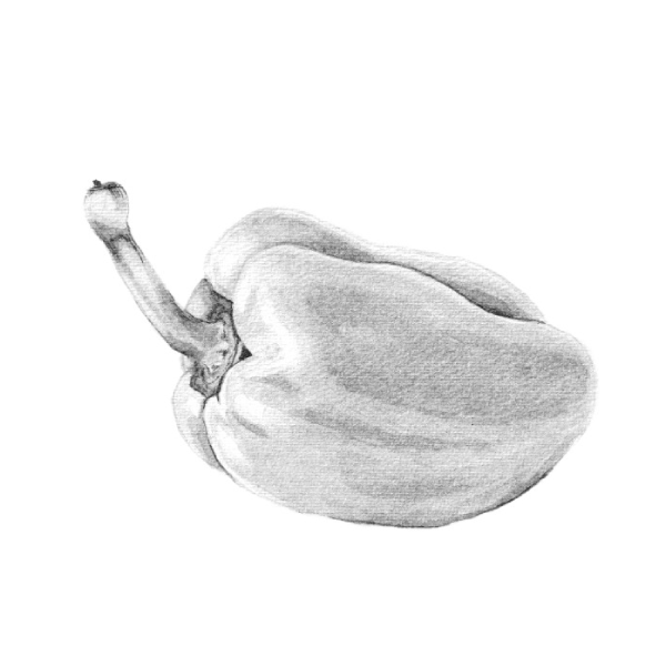 Ilustración pimiento - Tinta china