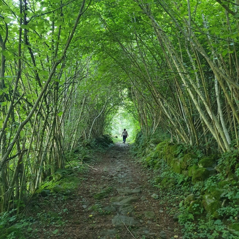 Fotografía caminando en el bosque